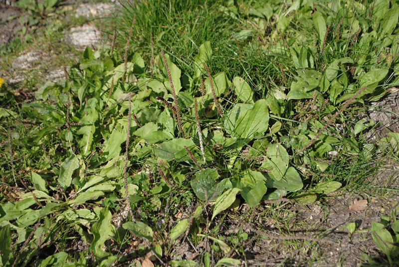 Plantago major / Piantaggine maggiore