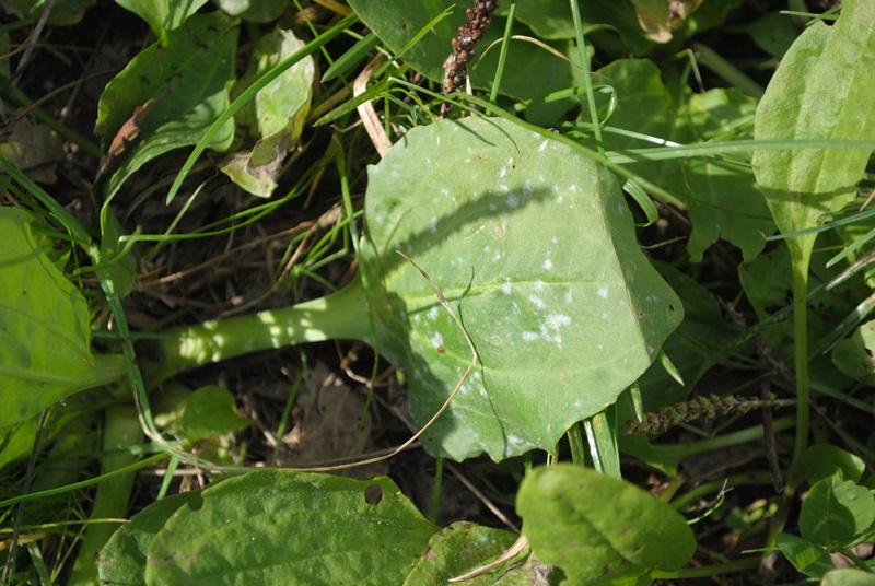 Plantago major / Piantaggine maggiore