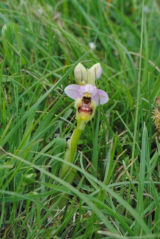 Ophrys tenthredinifera