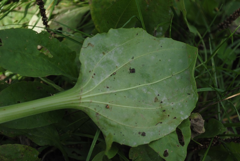 Plantago major / Piantaggine maggiore