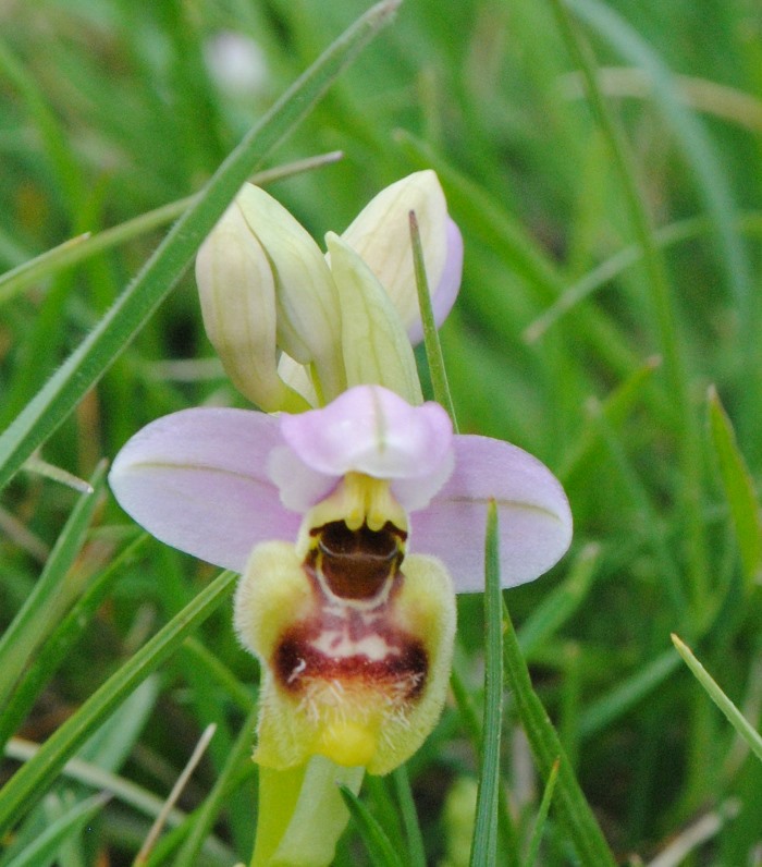 Ophrys tenthredinifera