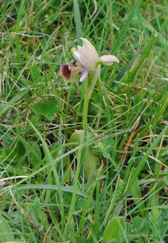 Ophrys tenthredinifera