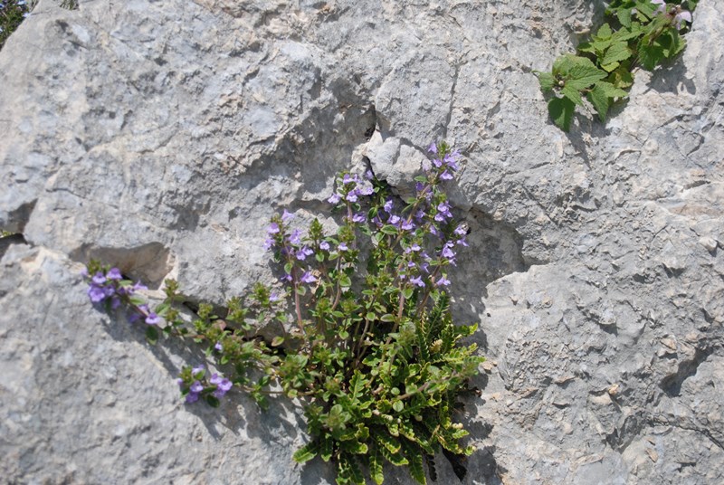 Clinopodium alpinum (=Acinos alpinus)