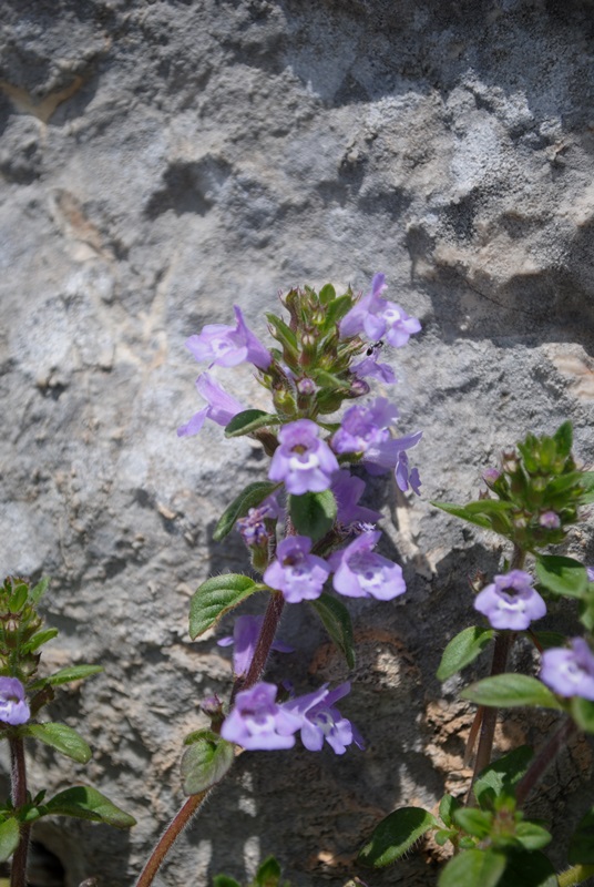 Clinopodium alpinum (=Acinos alpinus)