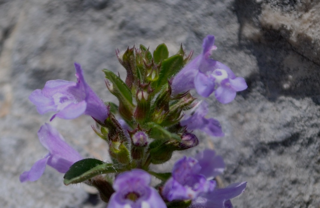 Clinopodium alpinum (=Acinos alpinus) , Natura Mediterraneo | Forum ...