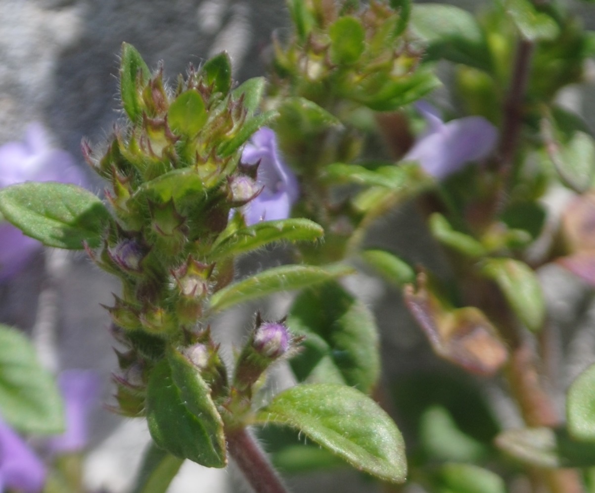 Clinopodium alpinum (=Acinos alpinus)