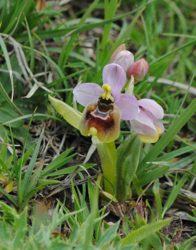 Ophrys tenthredinifera