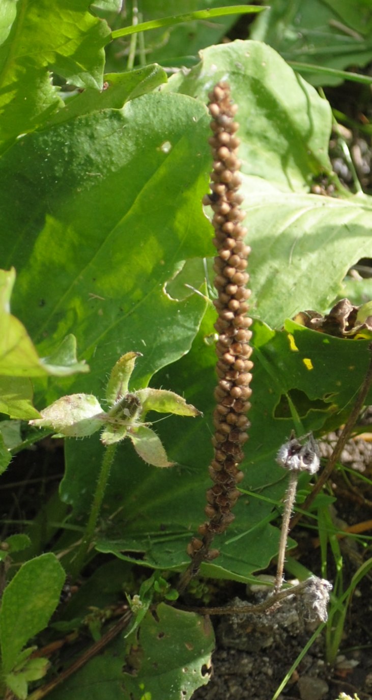 Plantago major / Piantaggine maggiore