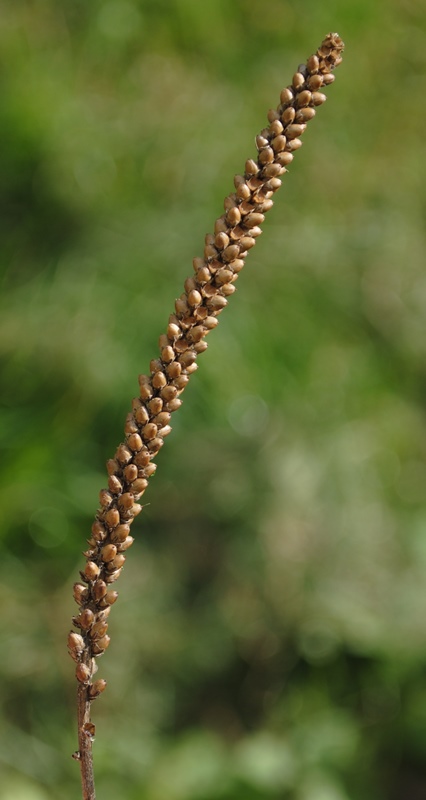 Plantago major / Piantaggine maggiore