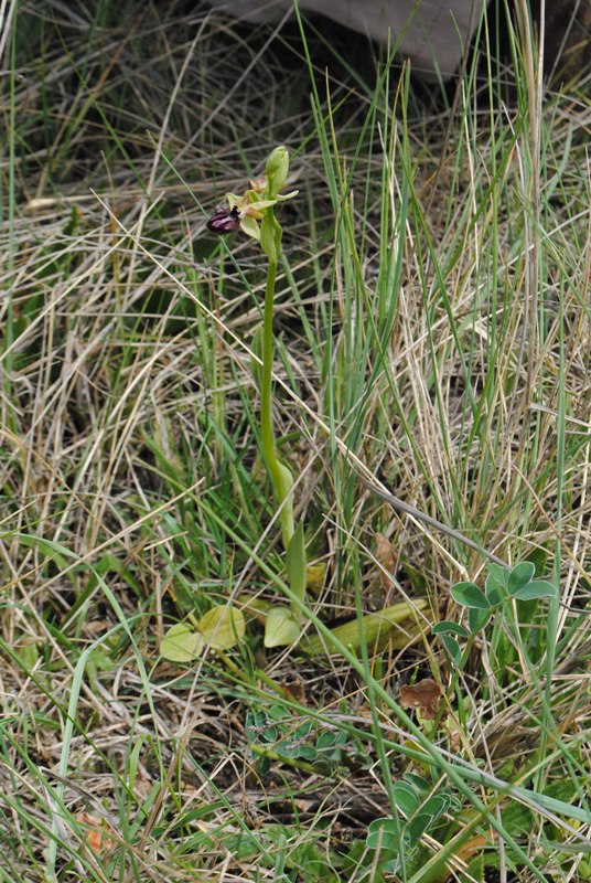 Ophrys sphegodes?