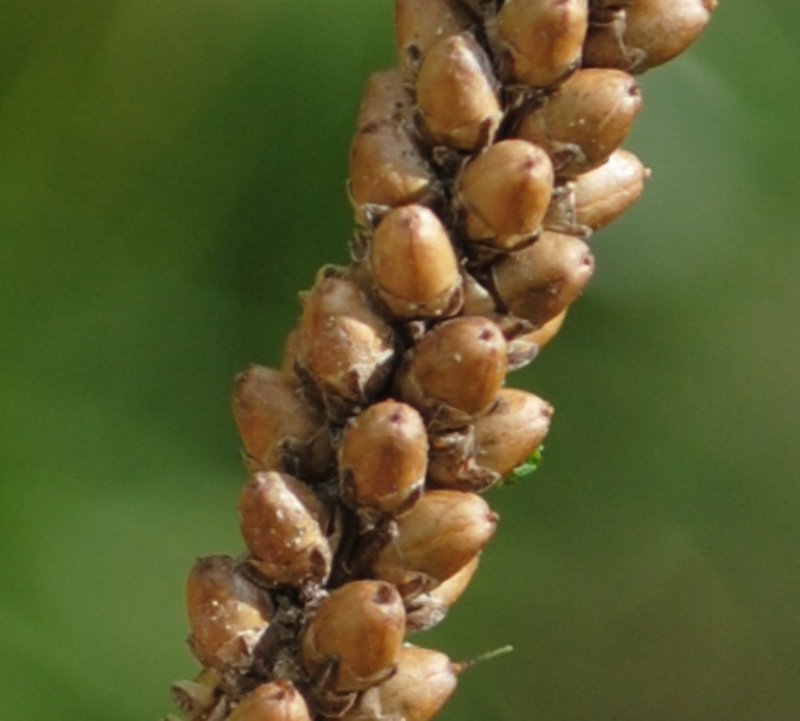 Plantago major / Piantaggine maggiore