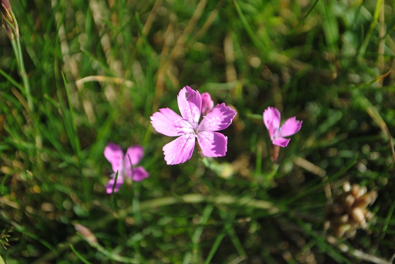 Dianthus deltoides / Garofano deltoide