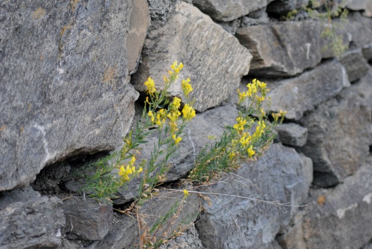 Linaria angustissima / Linajola italica