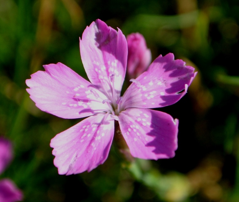 Dianthus deltoides / Garofano deltoide