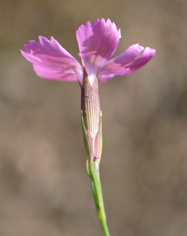 Dianthus deltoides / Garofano deltoide