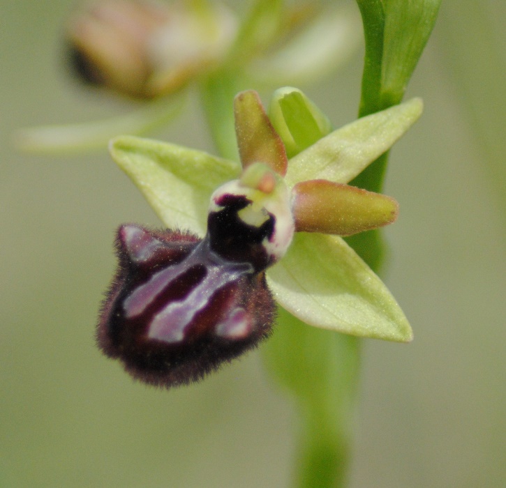 Ophrys sphegodes?