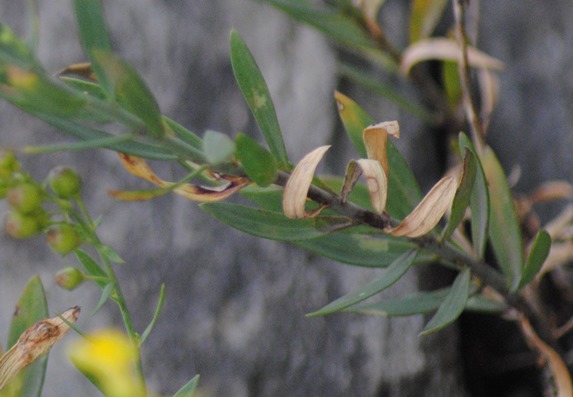 Linaria angustissima / Linajola italica