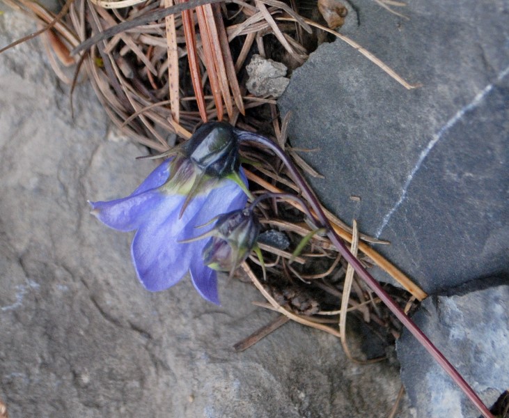 Campanula cochleariifolia / Campanula a foglie di coclearia