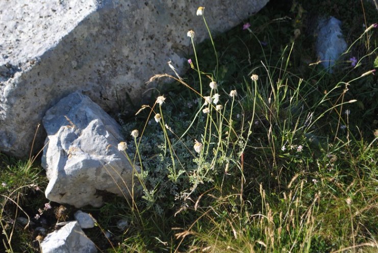 Anthemis carpatica?