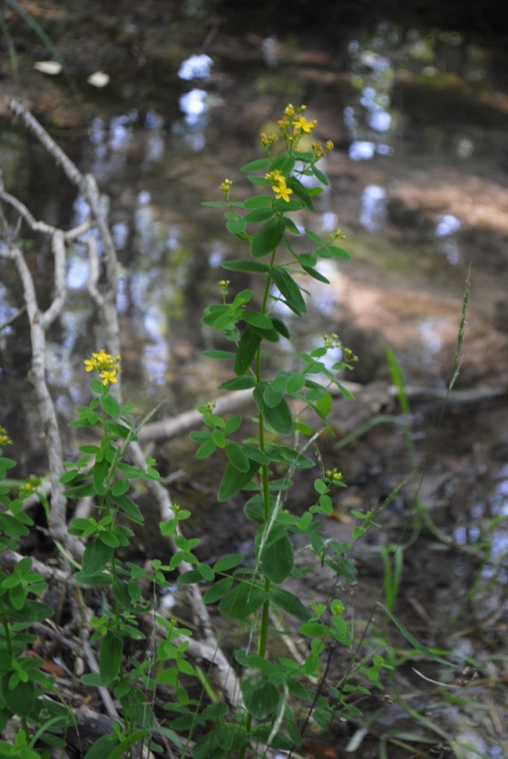 Hypericum tetrapterum / Erba di San Giovanni alata