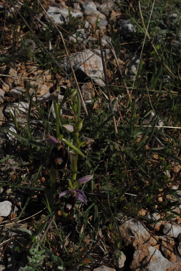 Ophrys bertolonii?