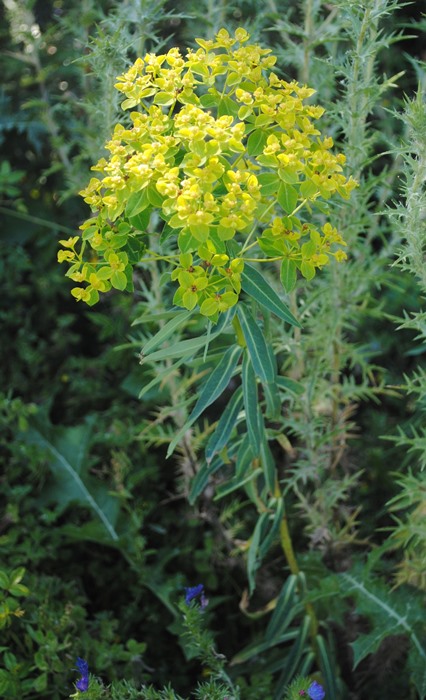 Euphorbia ceratocarpa / Euforbia cornuta