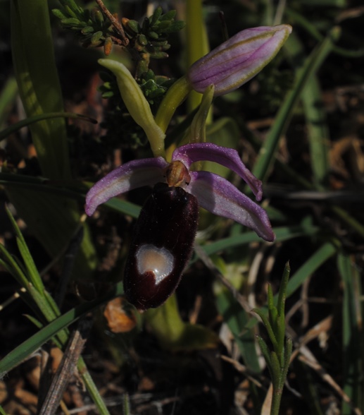 Ophrys bertolonii?