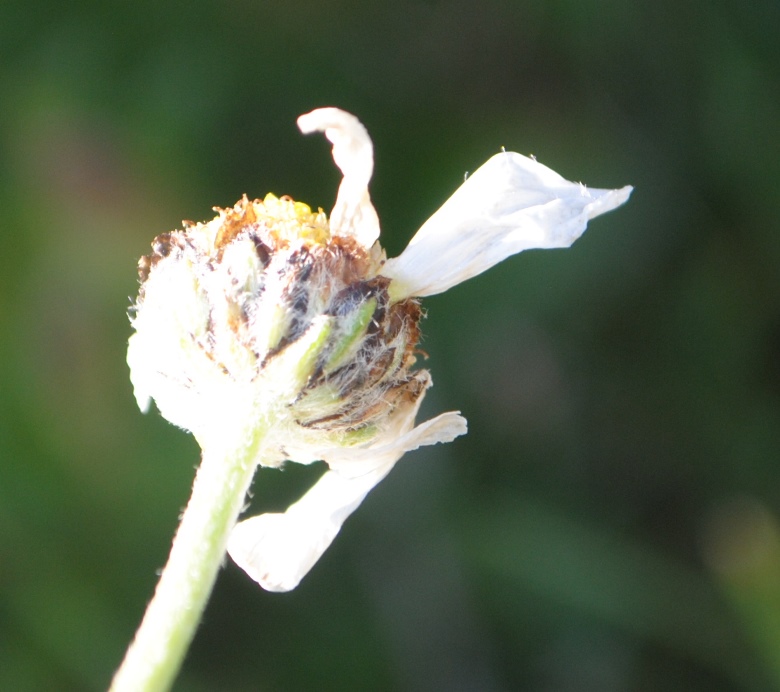 Anthemis carpatica?