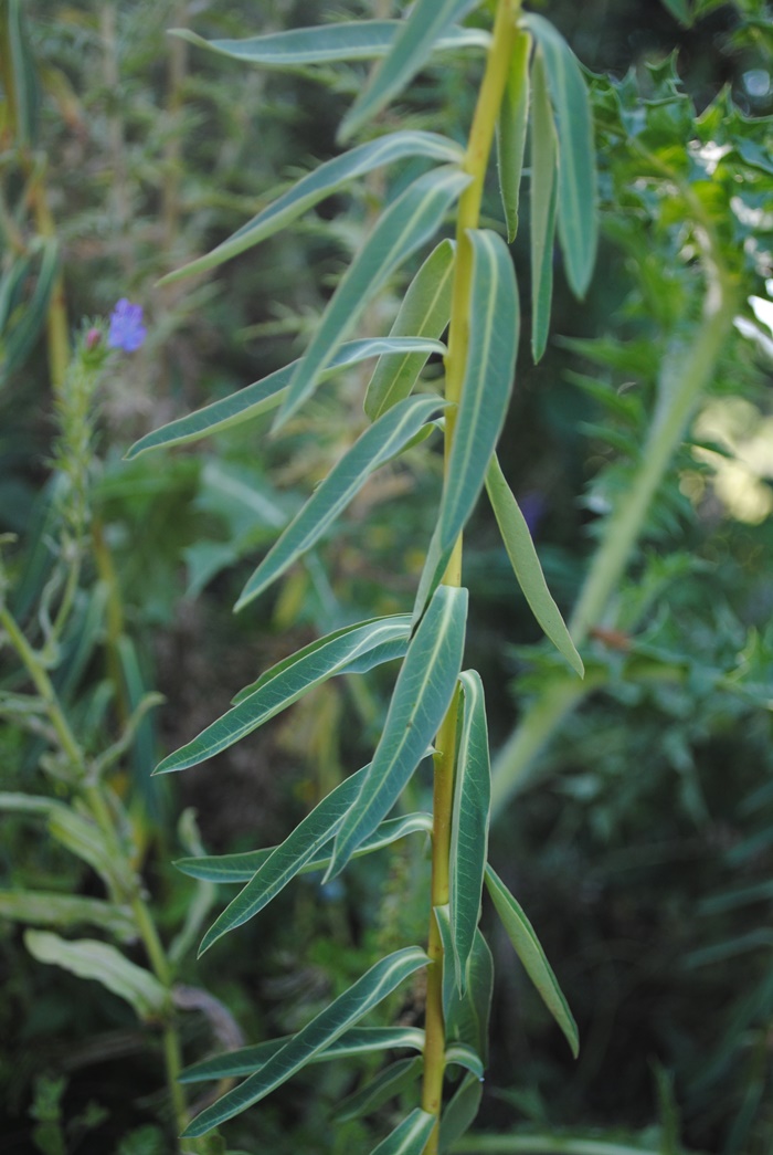 Euphorbia ceratocarpa / Euforbia cornuta