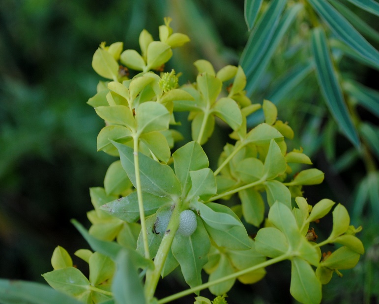 Euphorbia ceratocarpa / Euforbia cornuta