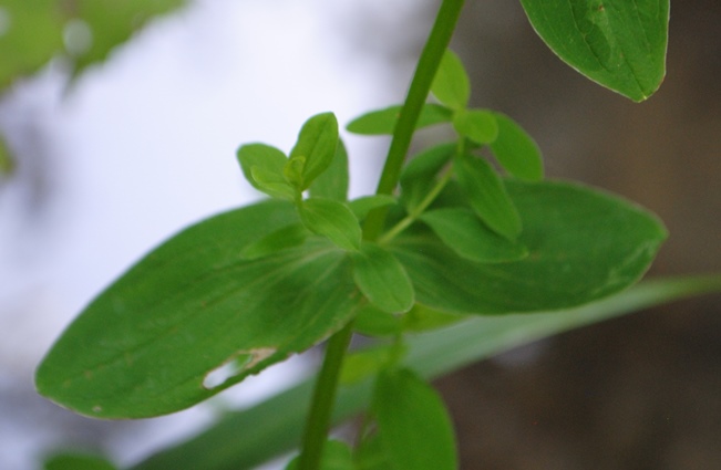 Hypericum tetrapterum / Erba di San Giovanni alata