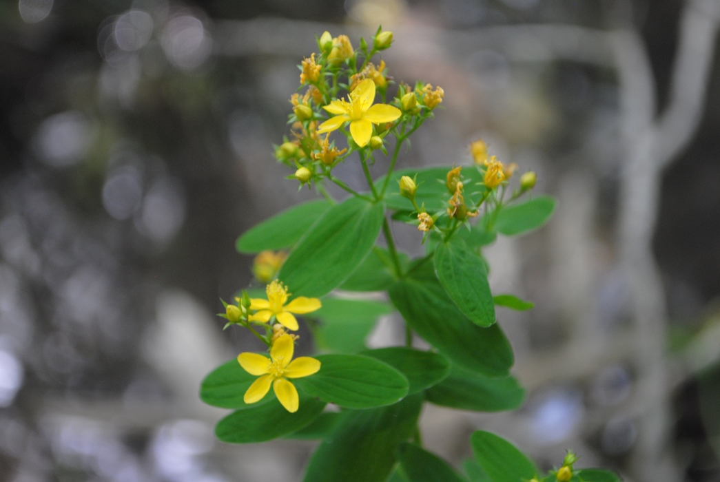 Hypericum tetrapterum / Erba di San Giovanni alata