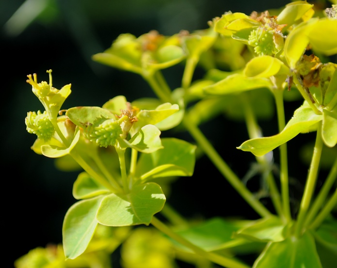 Euphorbia ceratocarpa / Euforbia cornuta