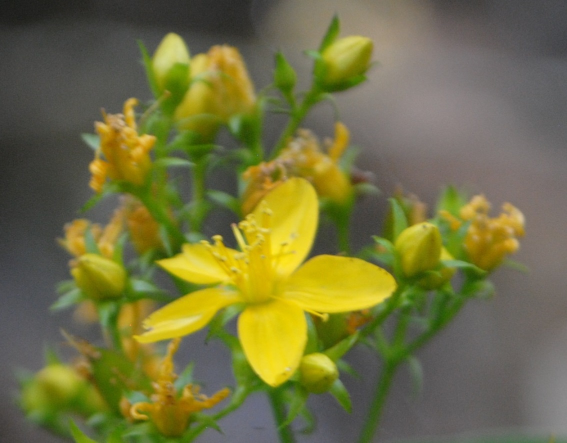 Hypericum tetrapterum / Erba di San Giovanni alata