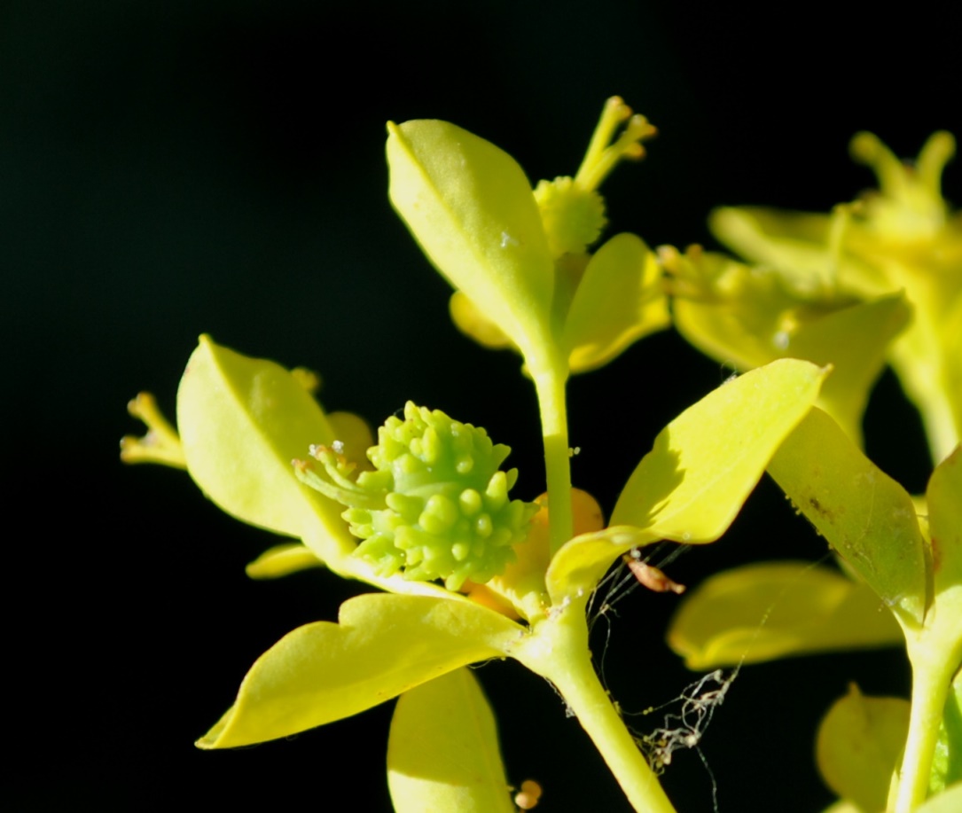 Euphorbia ceratocarpa / Euforbia cornuta