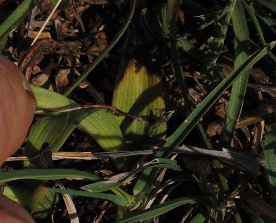 Ophrys bertolonii?