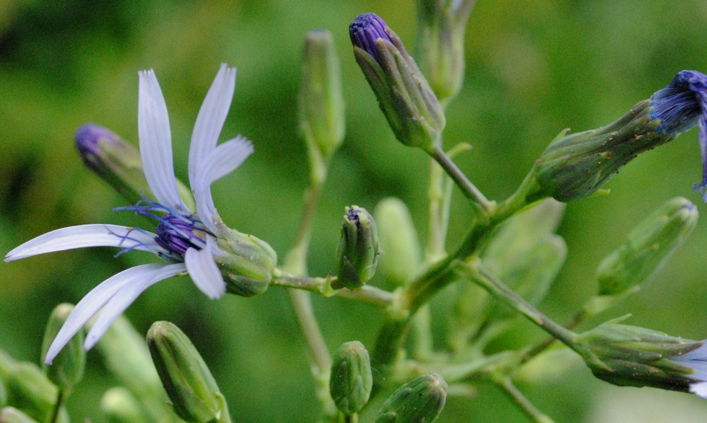 Lactuca plumieri e Lactuca alpina a confronto