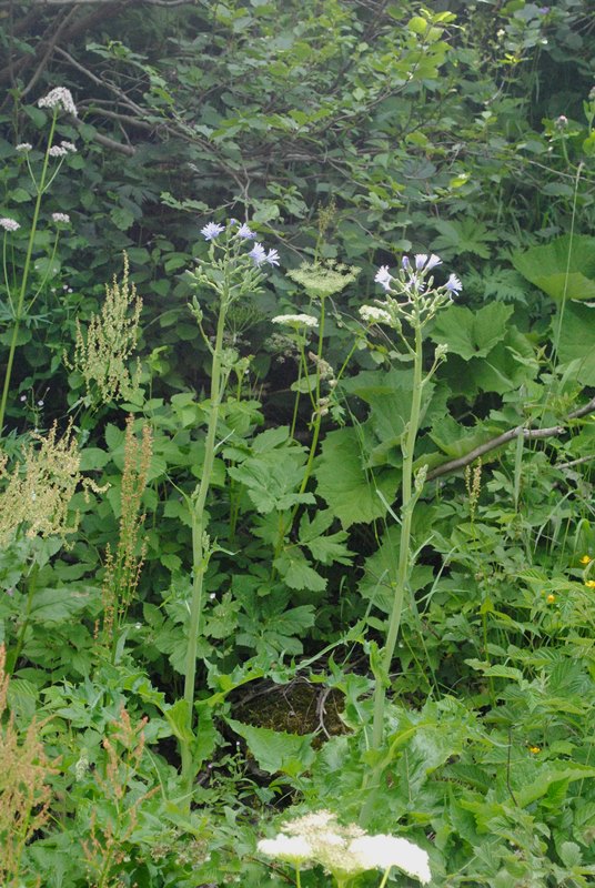 Lactuca plumieri e Lactuca alpina a confronto