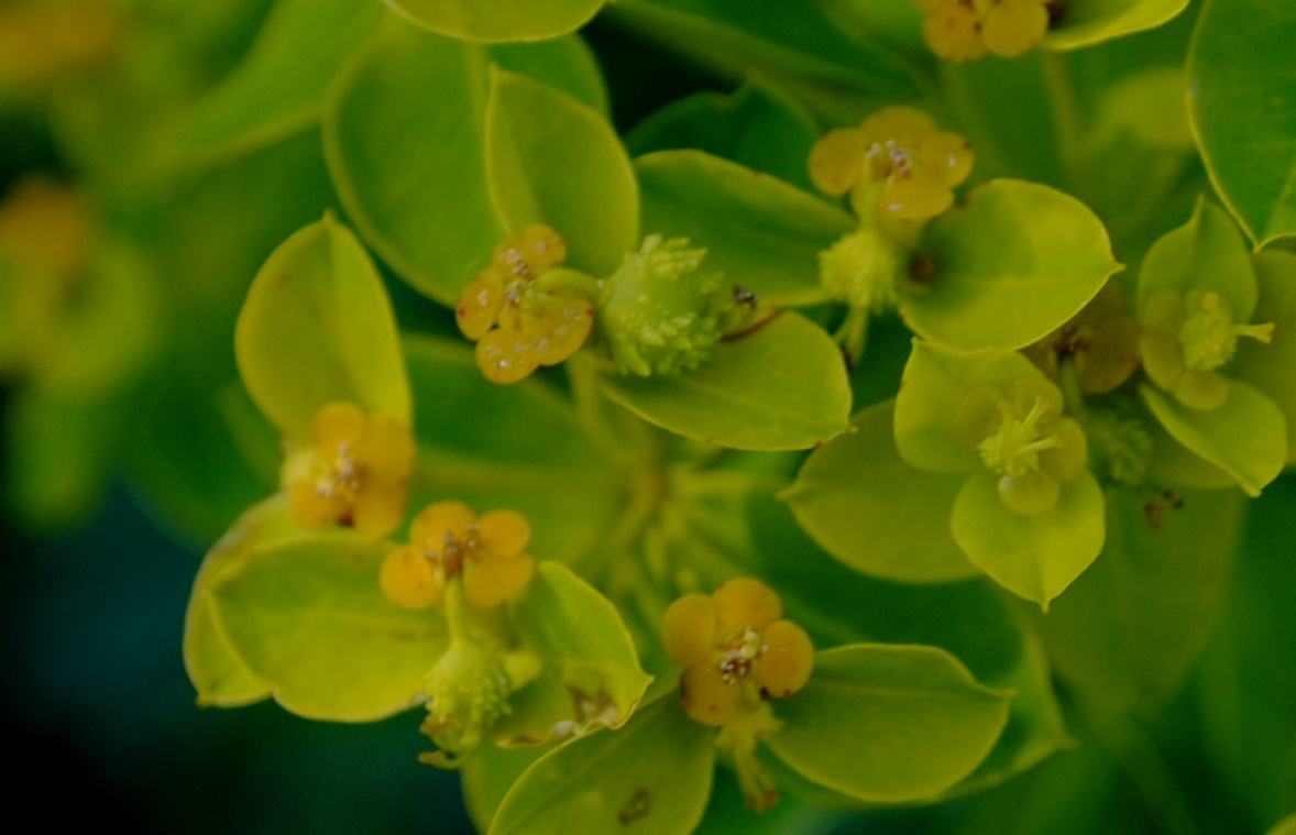 Euphorbia ceratocarpa / Euforbia cornuta