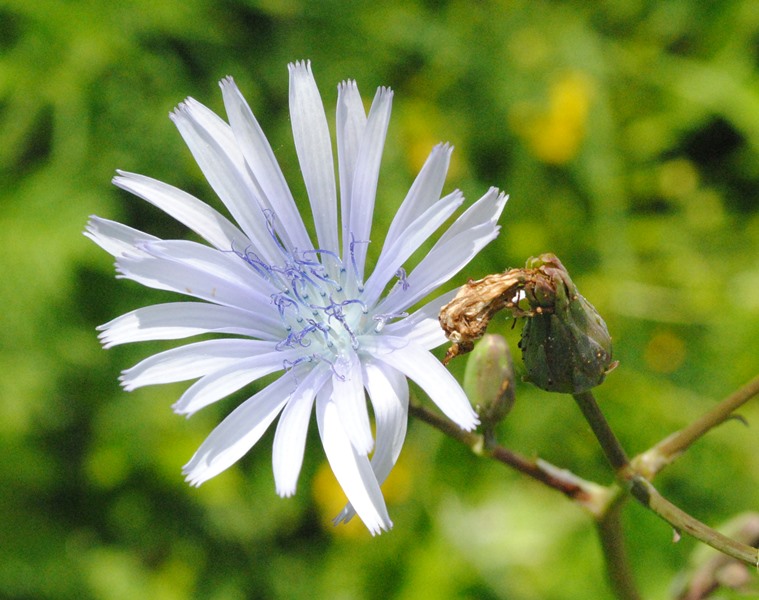 Lactuca plumieri e Lactuca alpina a confronto