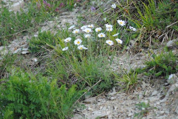 Anthemis cretica / Camomilla montana