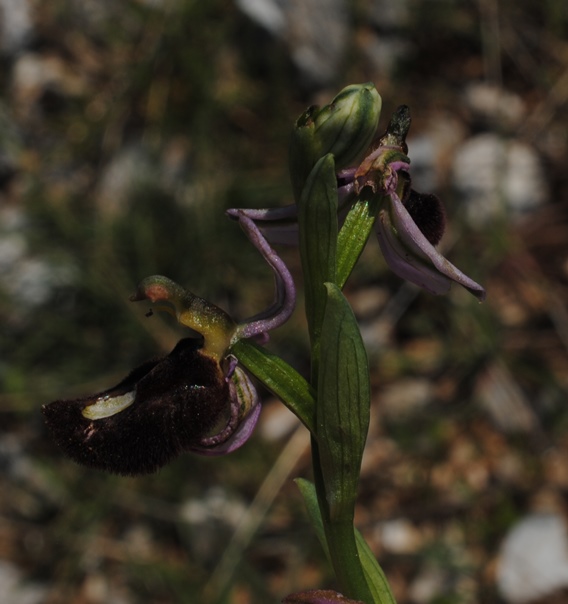 Ophrys bertolonii?