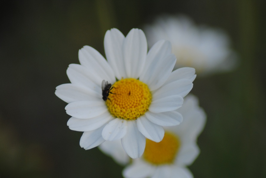 Anthemis cretica / Camomilla montana