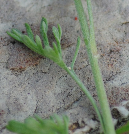 Anthemis cretica / Camomilla montana