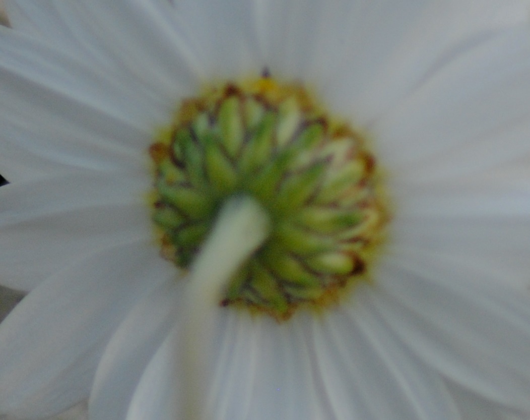 Anthemis cretica / Camomilla montana