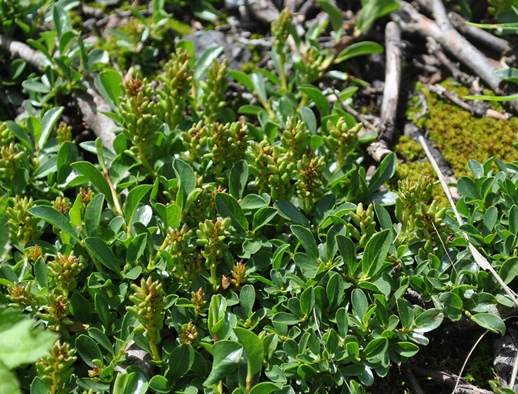 Alpi francesi 22 - Salix serpyllifolia ?