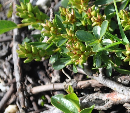 Alpi francesi 22 - Salix serpyllifolia ?