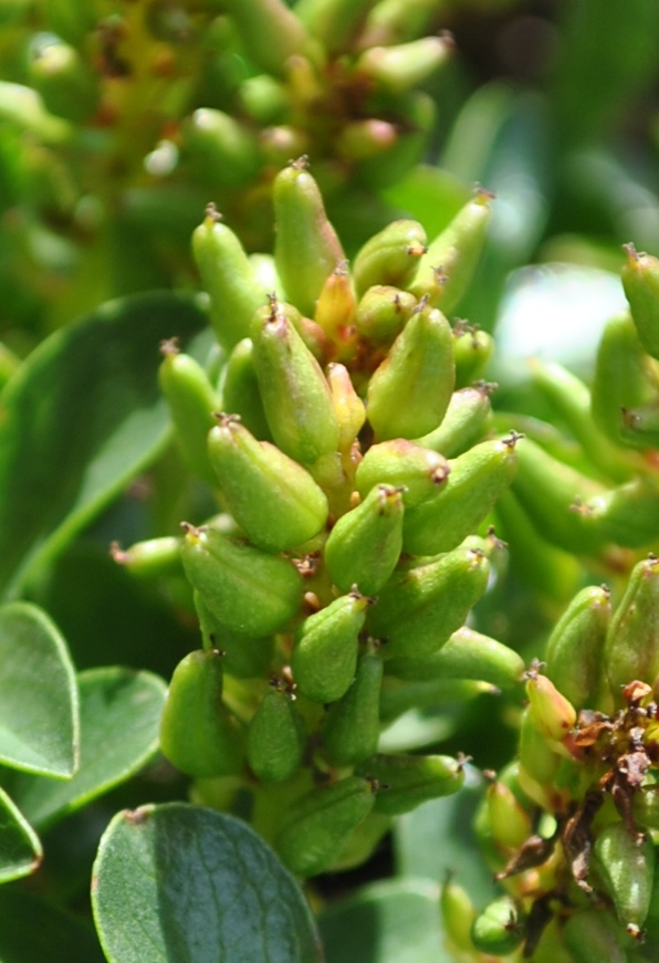 Alpi francesi 22 - Salix serpyllifolia ?