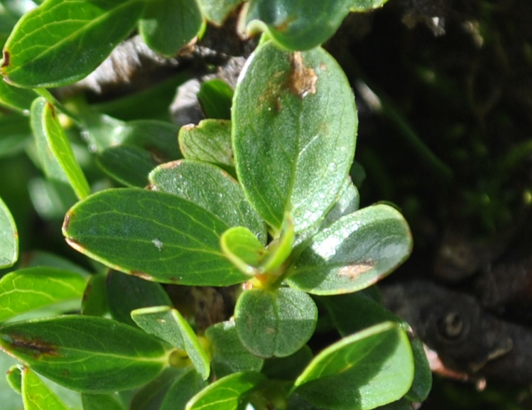 Alpi francesi 22 - Salix serpyllifolia ?