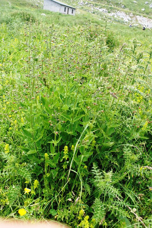 Scrophularia auriculata??